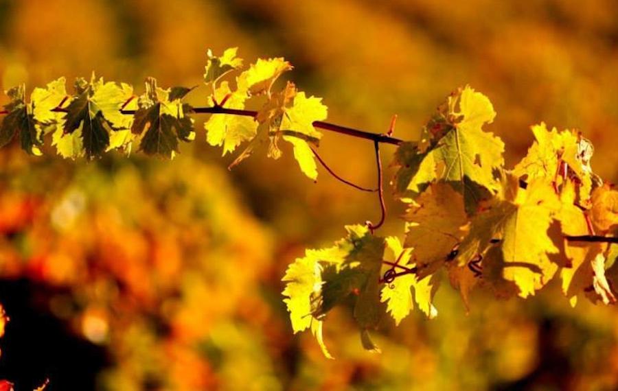 McLaren Vale McLaren Vale image